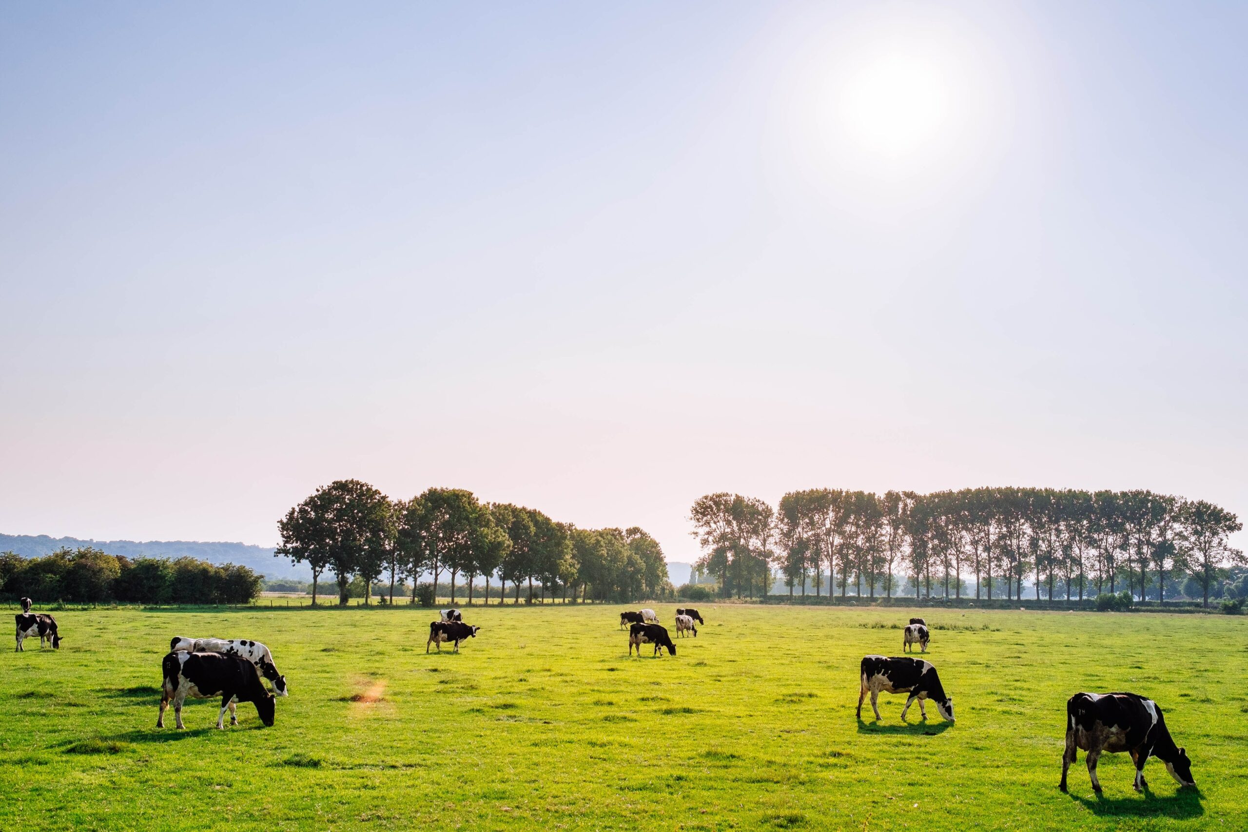 ¿Tiene beneficios la spirulina en las vacas?